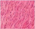 /album/galerie-de-photos-page-daccueil/coupe-histologique-du-tendon-jpg1/